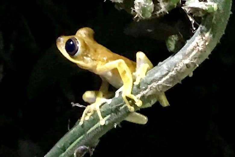 Rana amarilla en la selva amazónica