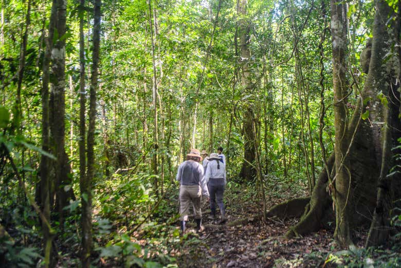 Walking through the jungle