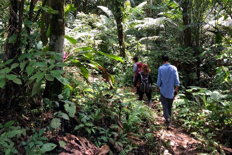 Hiking through the Amazon jungle