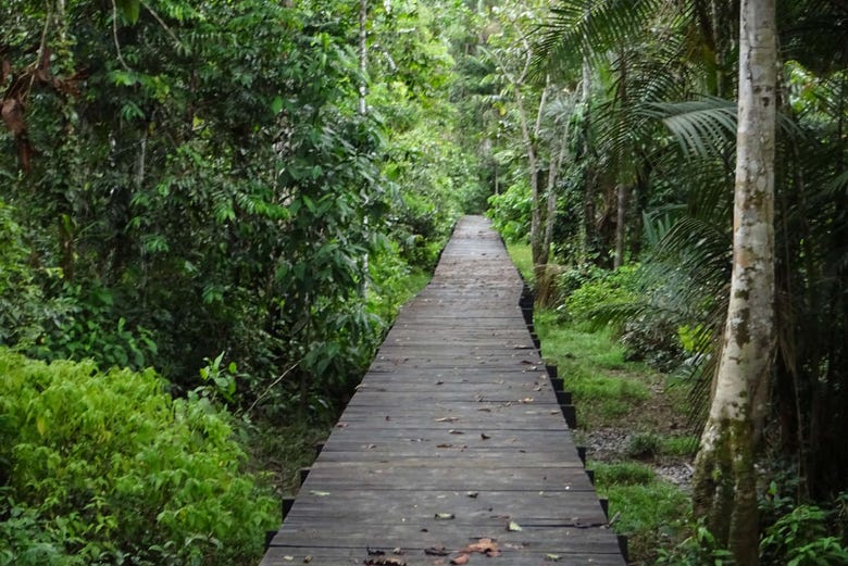 Hiking through the jungle along the Ecovia trail