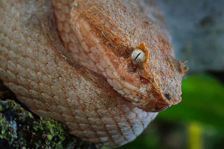 Albino snake