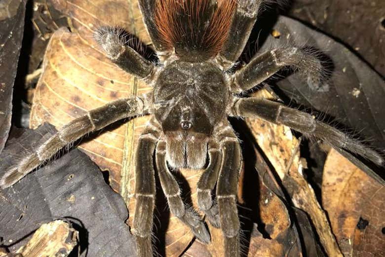 A Colombian tarantula