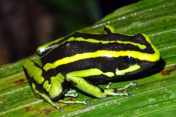 Amazon Night Hike
