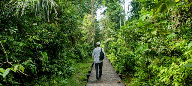 Randonnée dans le Parc Naturel Amacayacu