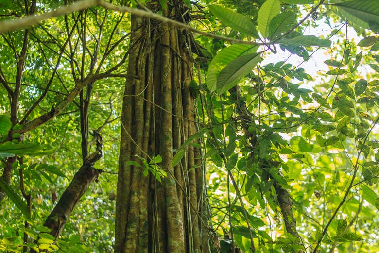 Vegetación del bosque kárstico