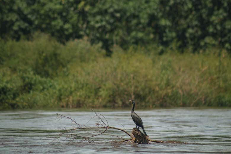Fauna del río Magdalena