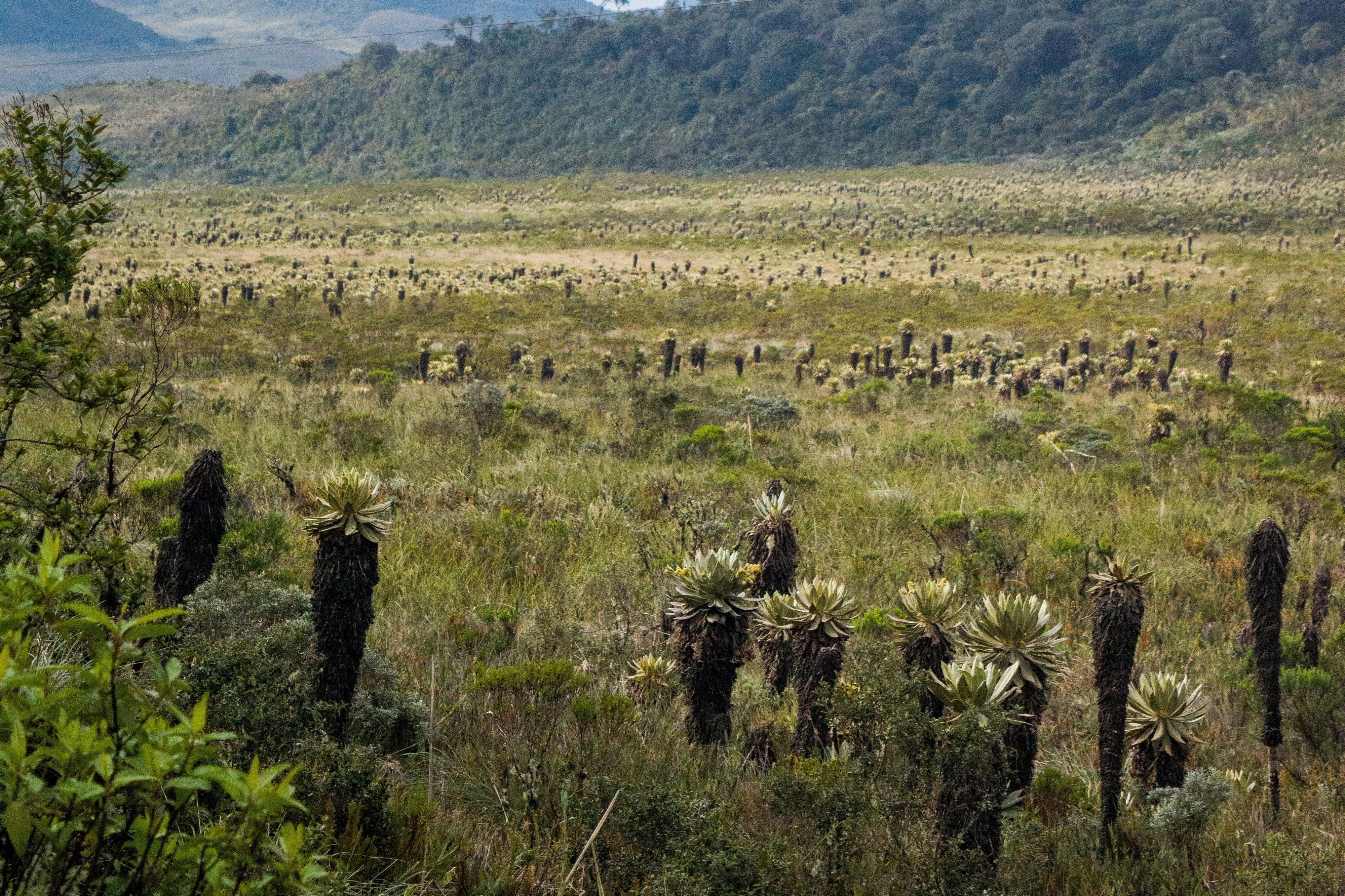 Valle de los fraijelones, en el Parque Natural de Puracé