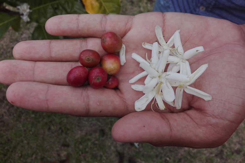 Fiore e frutto del caffè
