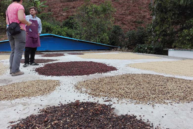 Osservando i vari tipi di caffè