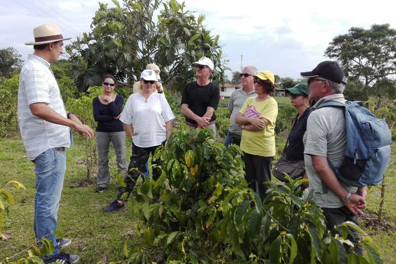 Tour del café