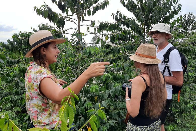 Visitando le piantagioni di caffè