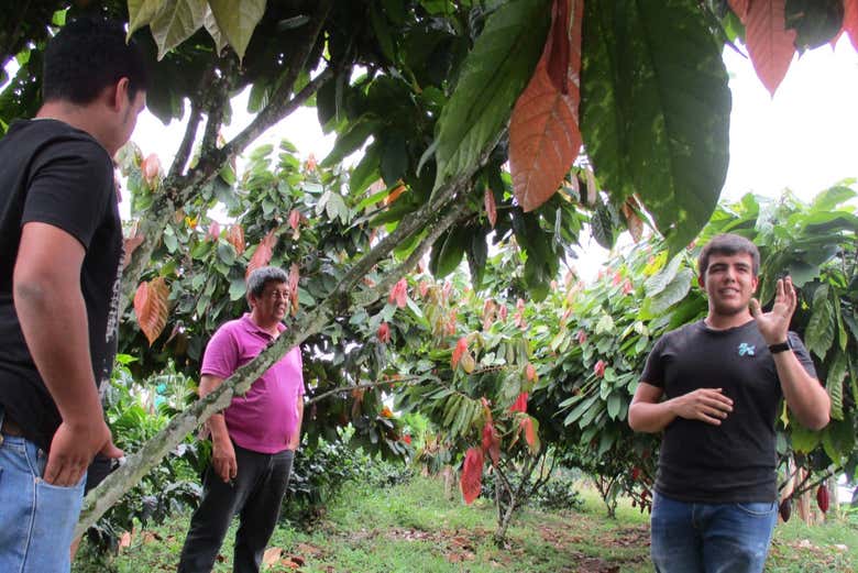 Visitando le piantagioni di cacao