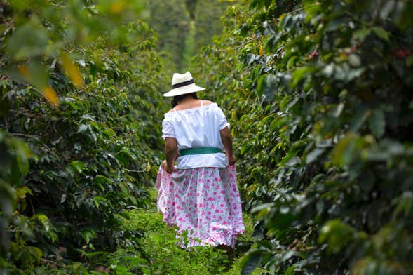 Tour del café por la finca Casa Vieja