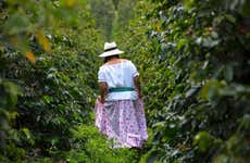 Visite autour du café dans la ferme Casa Vieja