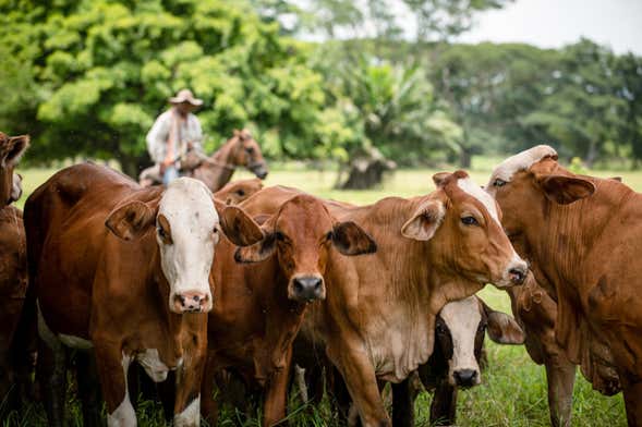 Visita a la granja de Mamá Lulú