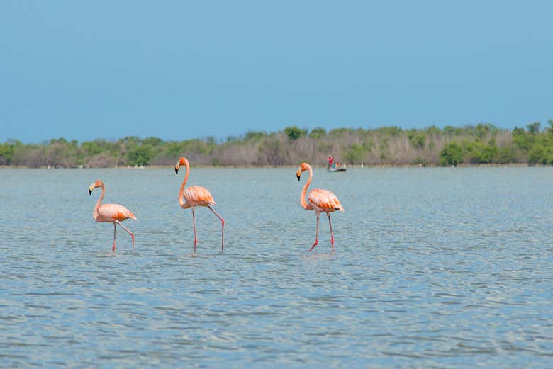 Visitando o santuário de fauna e flora Los Flamencos