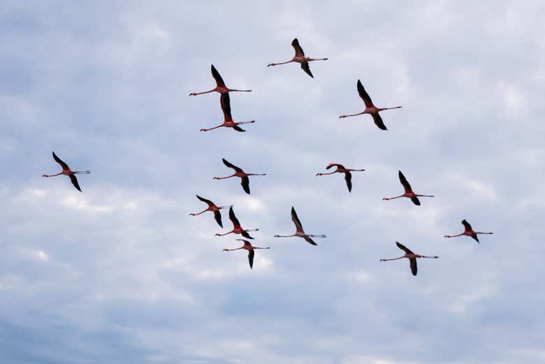 Flock of flamingos flying