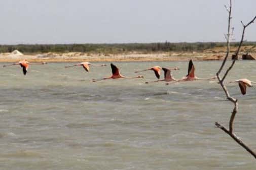 Santuario de Fauna y Flora Los Flamencos