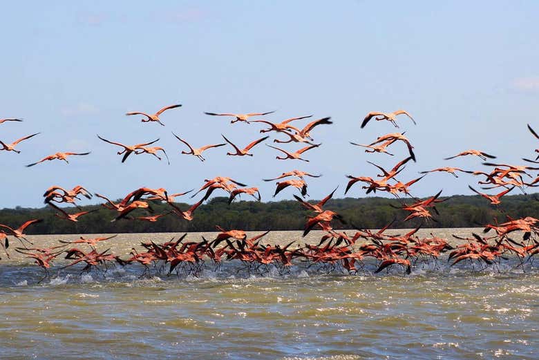 Santuario Los Flamencos