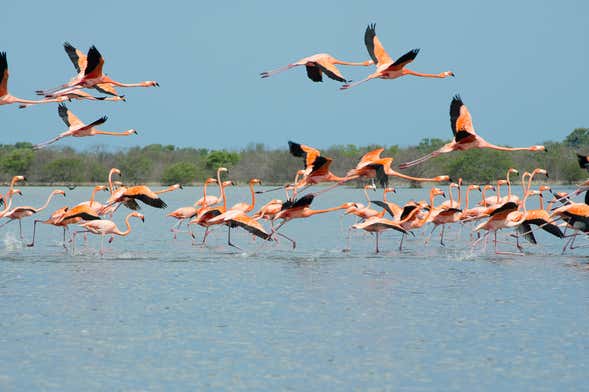 Excursão às salinas de Manaure e ao santuário de fauna e flora Los Flamencos