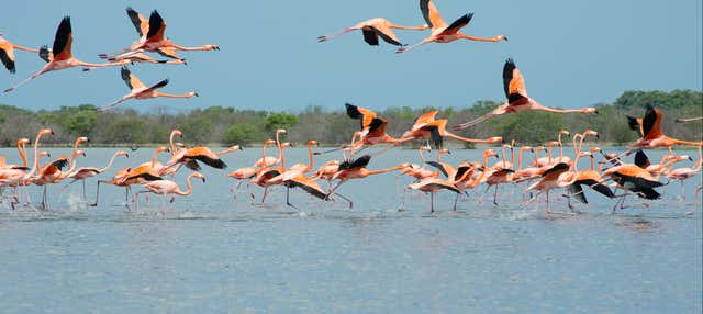 Excursion aux salines de Manaure et à la réserve naturelle de Los Flamencos