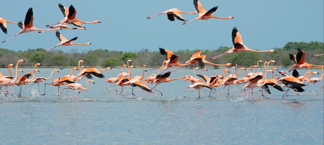 Manaure Salt Flats & Los Flamencos Flora and Fauna Sanctuary Day Trip