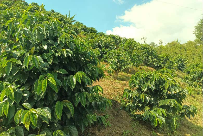 Visitaremos una finca cafetera