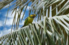 Avistamento de aves no santuário de palmeiras de cera