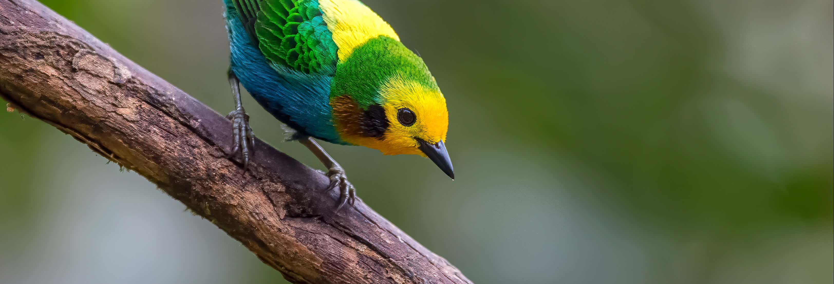 Avvistamento di animali a Salento