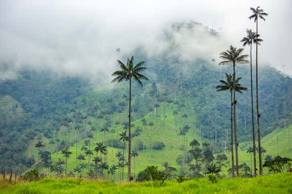 Excursión al Valle de Cocora + Visita a una finca cafetera