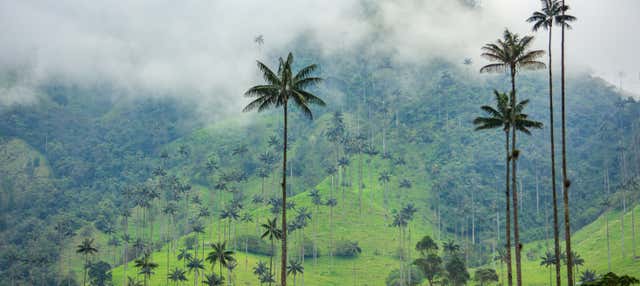 Excursión al Valle de Cocora + Visita a la finca cafetera Entrebosques