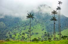 Excursión al Valle de Cocora + Visita a la finca cafetera Entrebosques