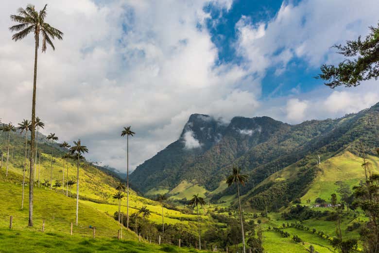 Palm forest in Cocora Valley