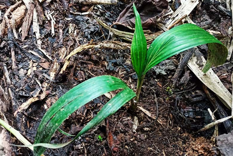 Seeing a small wax palm tree