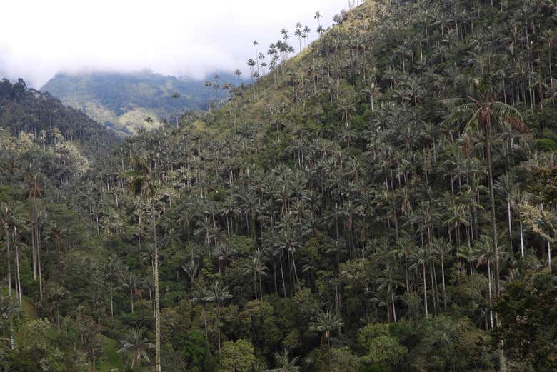 Il Santuario della Palma da Cera