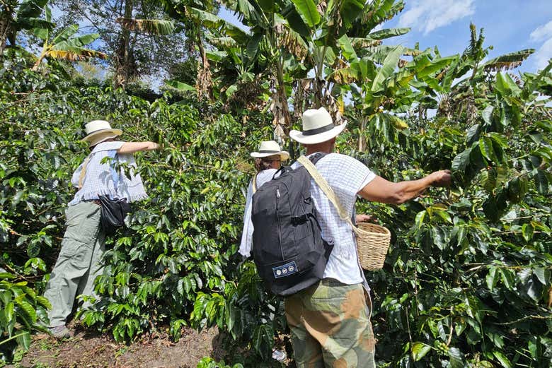 Recorriendo los cafetales