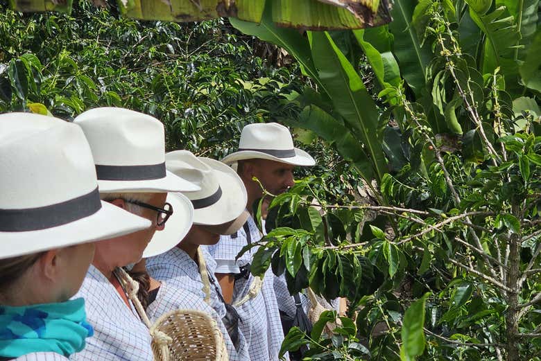 Aprendiendo a recolectar café