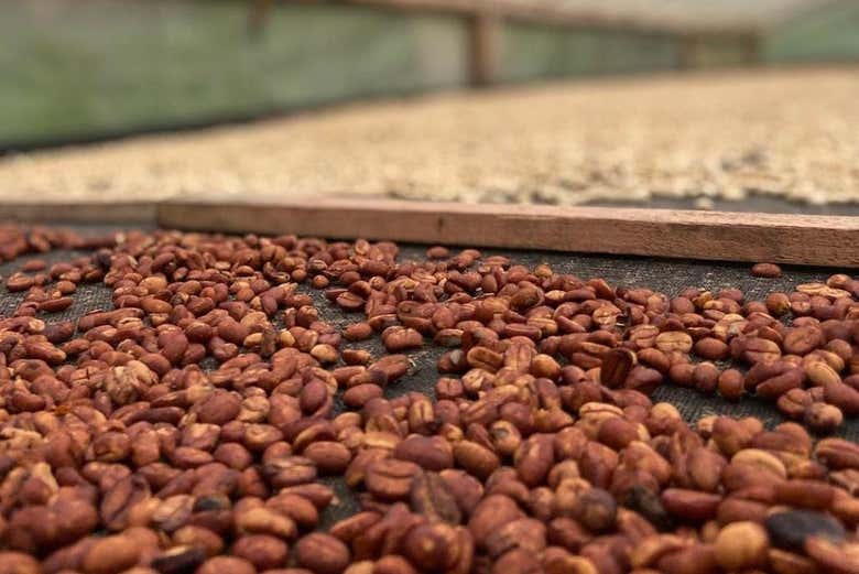 Granos de café