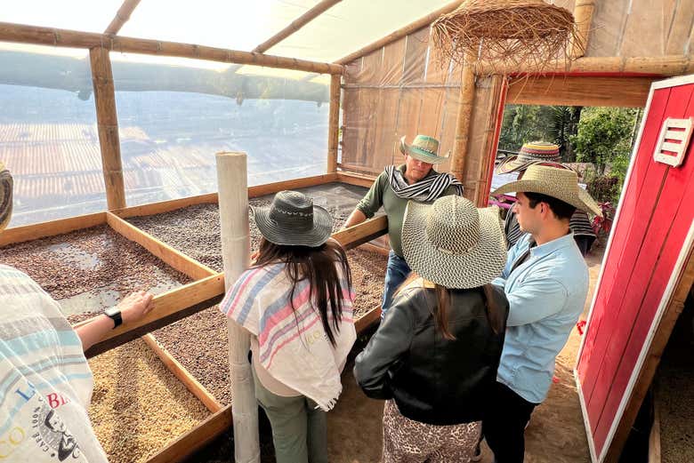 See the coffee bean at each stage of production