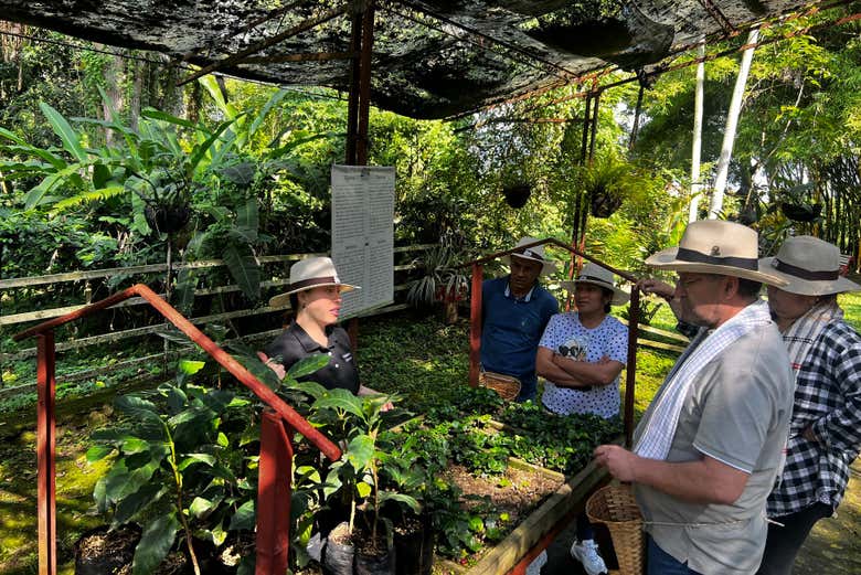 Explore the Coffee Axis in Colombia