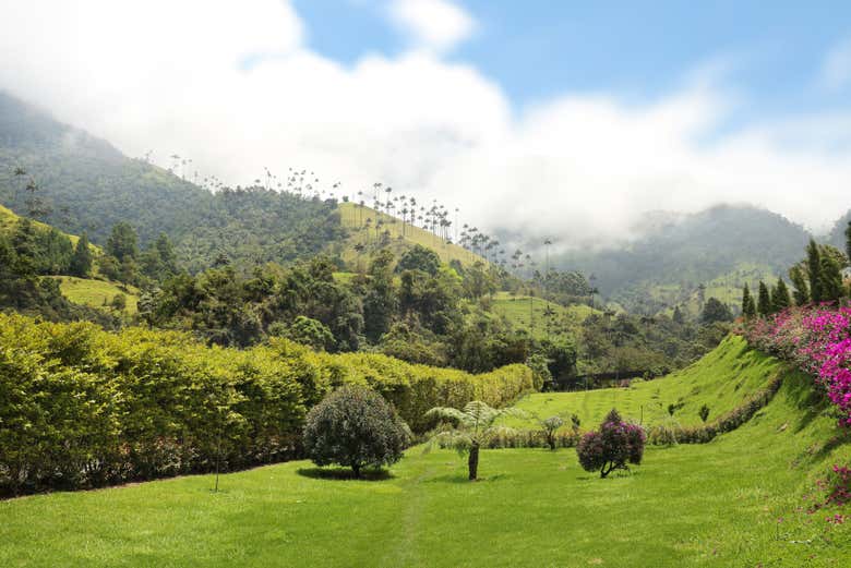 Cocora Valley's beautiful landscape