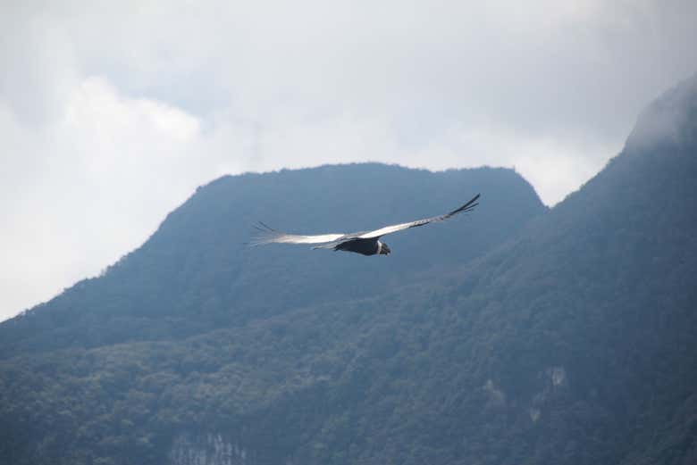 Condor des Andes survolant les montagnes