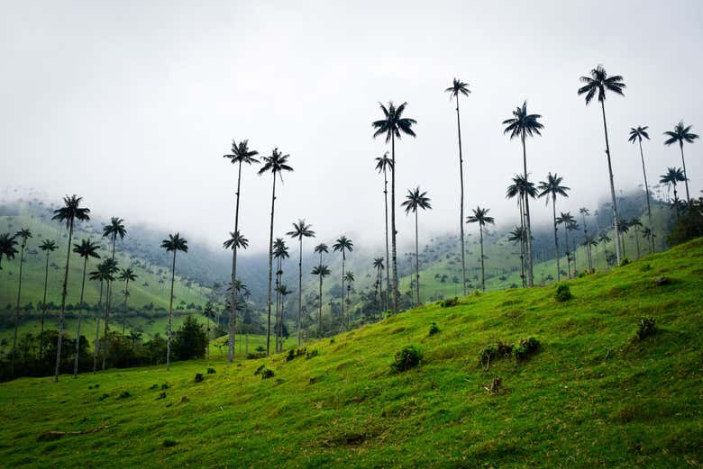 Palma de cera do Quindío