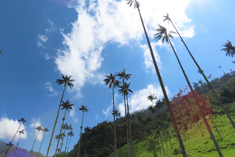 Bosque de palmas de cera
