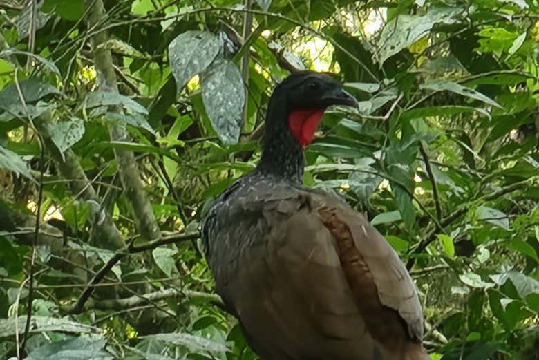 Une pénélope de Cauca, espèce endémique