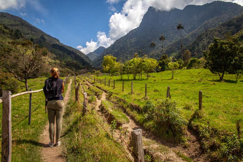 Ruta de senderismo en el valle de Cocora