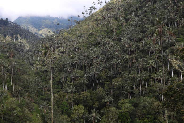 Densa vegetación en Tochecito