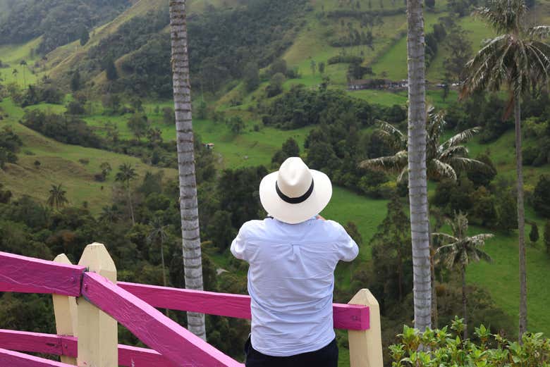 Contemplad las imponentes palmas de cera del Valle de Cocora