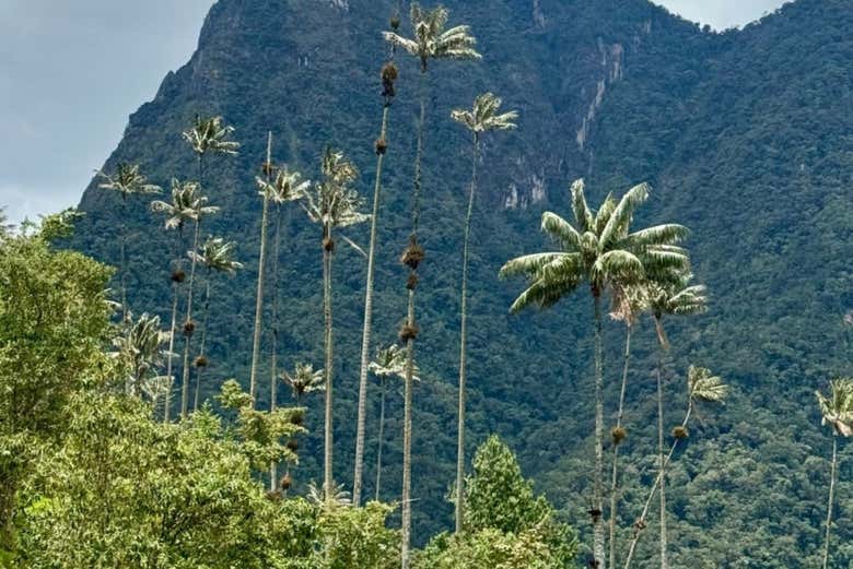 Explorando el Valle de Cocora