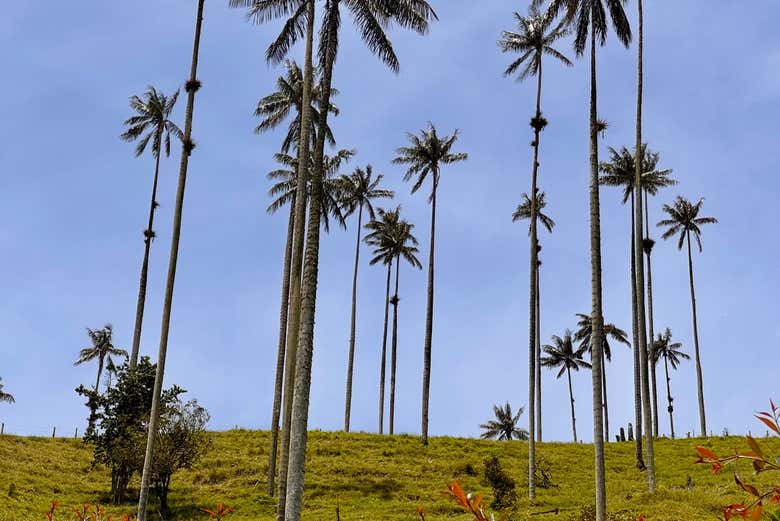 Postales únicas del paisaje cafetero
